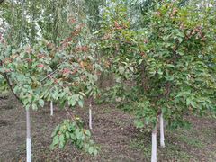 -天津东丽湖风景区