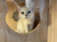-1013 PET SHOP精品宠物商店(丁香店)