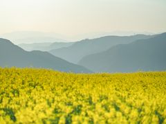 -桑洲油菜花景区