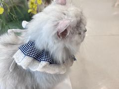 -共舞时光猫咖·狗咖(新街口店)