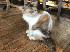 -more than meow吴止猫主题餐厅(承德 中船汇店)