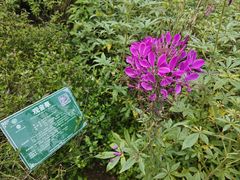 -广西壮族自治区药用植物园