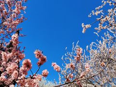 -桃花堤公园