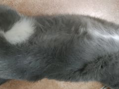 -北京观赏动物医院·24小时大型综合·猫专科·异宠专科
