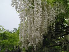 -嘉定紫藤园