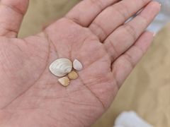 -碧海金沙