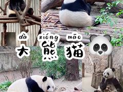 -成都大熊猫繁育研究基地