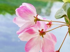 -海棠花溪(元大都城垣遗址公园)