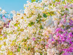 -深圳国际园林花卉博览园