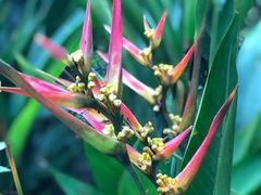 -中国科学院华南植物园
