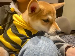 -逗柴咖啡屋·狗咖猫咖宠物桌游