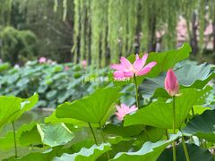 -丰台花园