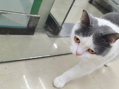 -瑞派动物医院·猫专科·至诚(江南中分院)