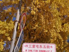 -三里屯东五街银杏大道