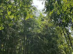 -黄海国家森林公园