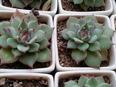 -金乐活美食(中街店)