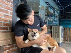 -柴犬高等学院·狗咖·柴犬售卖·宠物训练