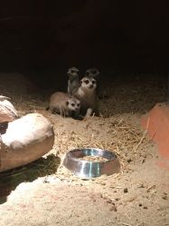 -酷嗒动物文化乐园(cutezoo西溪乐天城店)