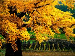 -千年银杏谷文化旅游区