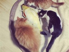 -太原东方动物医院(小店分院)