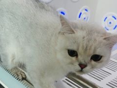 -爱洗澡的猫(望京店)