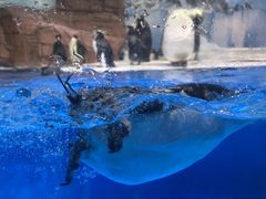 -海合安成都极地海洋公园
