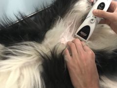 -中农大我爱我爱24h动物医院·中医针灸·猫专科·骨科医疗中心(双井店)