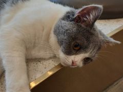 -飞行喵MR PILOT|猫舍·猫咖(静安大融城店)
