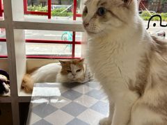 -猫小院猫主题餐厅(南锣旗舰店)