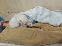 -中国农业大学动物医院