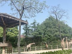 -上海野生动物园