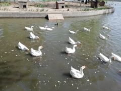 -莲花池公园