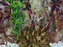 -芽庄珍珠岛游乐园