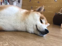 -南京Hallo宠物乐园·哈罗犬舍·柴犬繁育基地