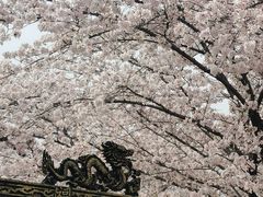 -苏州上方山国家森林公园
