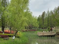 -九科绿洲