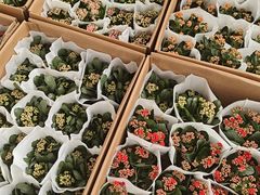 -龙大花卉苗木市场