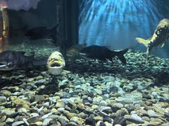 -千岛湖鱼味馆(十字街总店)