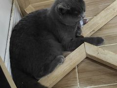 -李小姐の猫咖啡馆(五角场店)