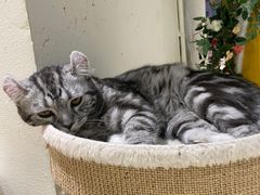 -藏猫猫咖啡主题馆(中央大道店)