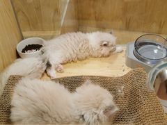 -屋虎猫馆(宝安大仟里店)