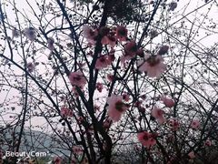 -香雪海