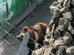 -成都动物园