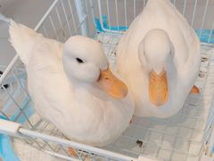 -怪兽屋·羊驼·猫咖·狗咖(俊华广场店)