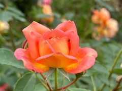 -都江堰玫瑰花溪谷