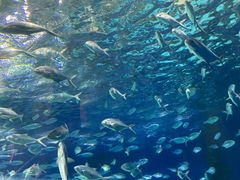 -上海海洋水族馆