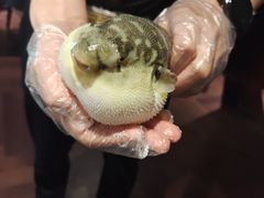 -肆月河豚·淮扬菜·湘菜(华天店)