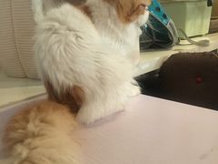 -Cappucimeow猫咪咖啡馆(韦伯时代店)