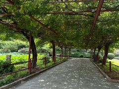 -嘉定紫藤园