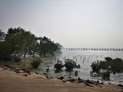 -宝安西湾红树林湿地公园